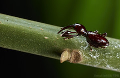 Coleoptera (Brazil)