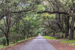 Magnolia Plantation, Charleston, SC
