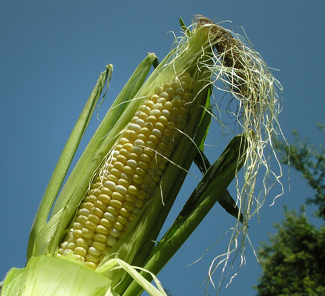Celebrate corn