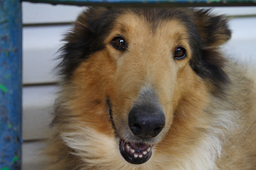 Lassie, July 29, 2006