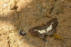Hesperiidae, Thailand