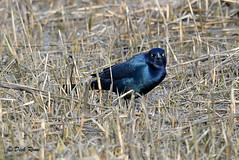 Boat-tailed Grackle CNWR 18