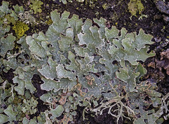 Seattle lichens