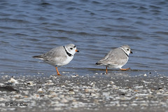 Piping Plover CNWR 18