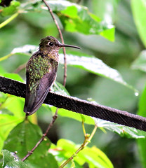 Copalinga Reserve, Ecuador 2018