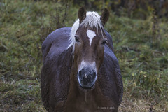 Cavalli - Equus ferus caballus - Horse - Cheval - Hauspferd