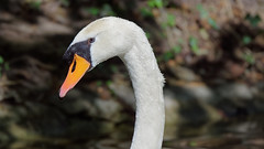Mute Swan / Cygne Tuberculé