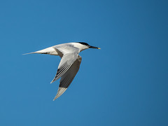 Sandwich tern