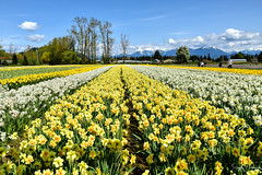 Tulips of the Valley Festival (2018) Chilliwack, BC