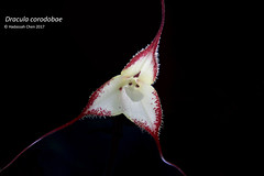 Dracula corodobae (Orchidaceae)