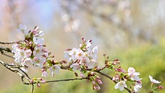 Cherry Blossom (Sakura)