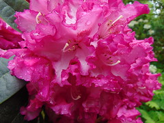 Rhododendron at RHS Garden Wisley 2