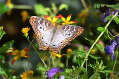 2018 Butterfly Show "Butterflies of Madagascar"