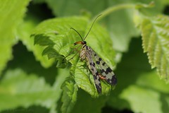 Panorpa communis - Common scorpionfly