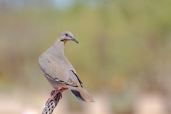 White-winged Dove