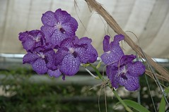 05/2005 Orchideenausstellung