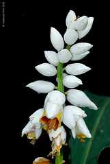 Alpinia malaccensis (Zingiberaceae)