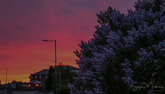 Lilac-Wine Sunset