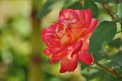 Розарий (Rose garden)