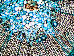 Close-ups & Microscope