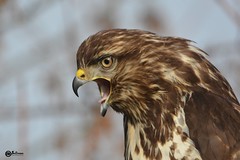 Buse Variable