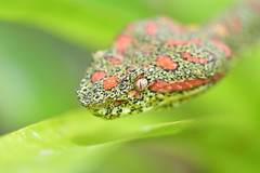 Reptiles - Costa Rica