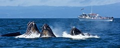 Monterey Bay Whale Watching Jul 14 2018