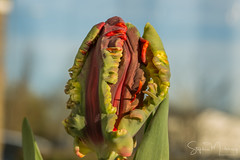 Tulipa Rococo