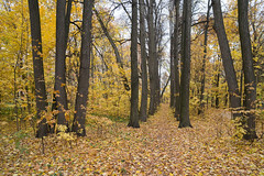 Bitsevskiy forest park / Битцевский лесопарк