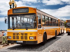 Madeira buses and other vehicles
