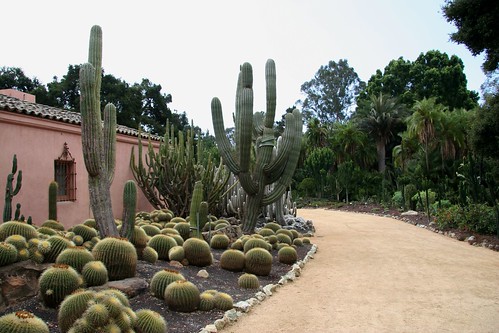 Cacti and euphorbia  garden, Lotusland by brewbooks