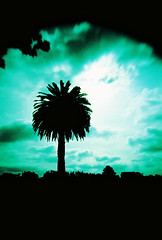 palm trees.