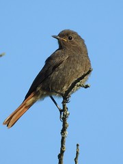 Black Redstart (Phoenicurus ochruros) Must-lepalind