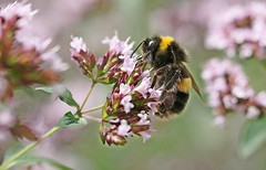 British bees