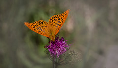 Schmetterlinge / Butterfly