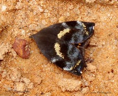 Moths of Thailand (Hyblaeidae)