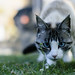 Gato de ojos azules - Gatto occhi azzurri - Blue-eyed cat