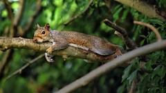 Animals - Squirrels