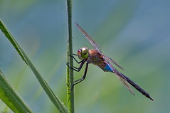 Anax empereur ( Anax imperator )