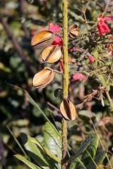 VOCHYSIACEAE - Vochysia herbacea