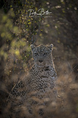 Kruger Park Images