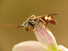 Little Nomada Bee