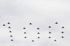 RAF Centenary Fly Past @ the Mall