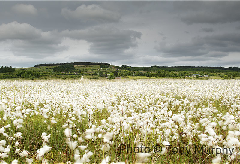 Cornameeltha Bog Cotton Blowing in the Wind copy