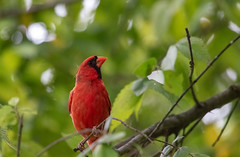 Northern cardinal (cardinalis cardinalis)