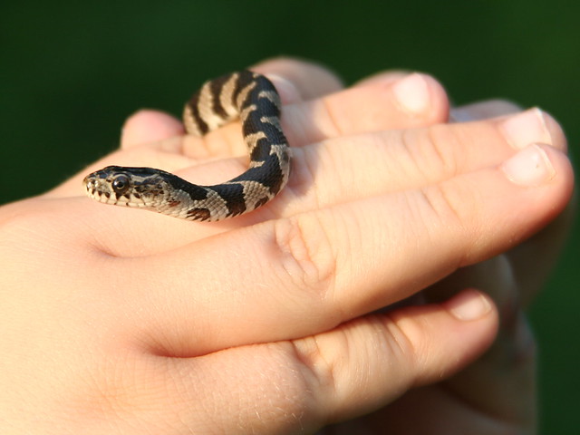 Juvenile Northern Water Snake (Nerodia sipedon)