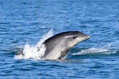 Dolphin Survey 19th July 2018