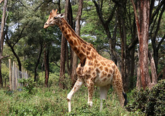 Nairobi Giraffe Park