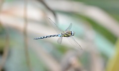 Dragonfly's and Damsels 