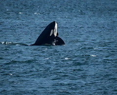 Orca in Comox Harbour